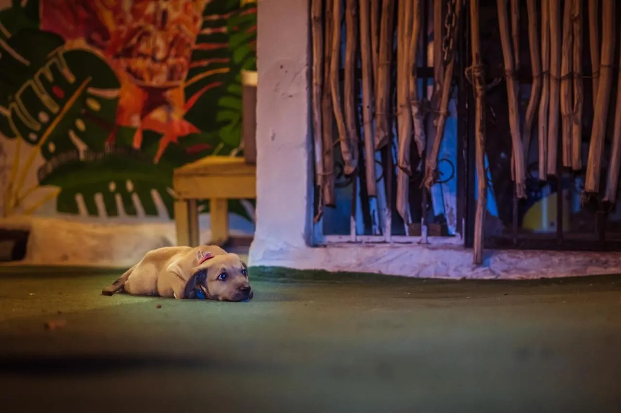 Day Tripper Hostel Tulum 0*,  México